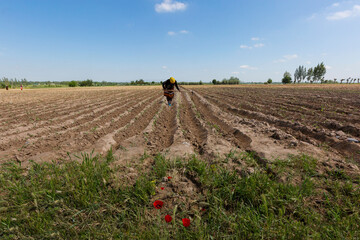 Woman working the field and weeding in Fergana Valley, Uzbekistan