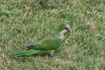 Monk Parakeet (Myiopsitta monachus) in park, Montevideo, Uruguay