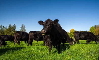 Black Angus Rinder Herde bei Morgen Fütterung im saftigen grünen Gras im Bayrischen Alpen Vorland...