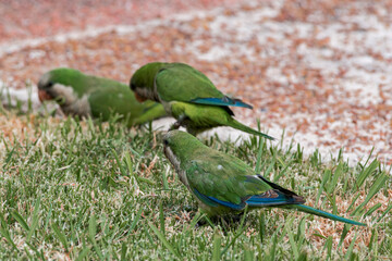Monk Parakeet (Myiopsitta monachus) in park, Montevideo, Uruguay