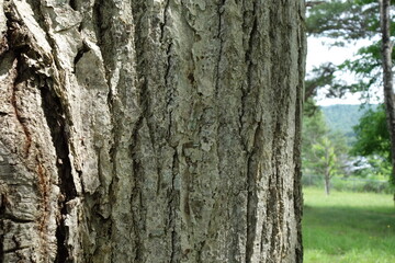 北海道の夏の木の表面