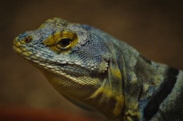 Eidechse im Zoo Leipzig.