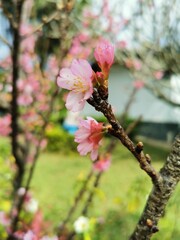 pink cherry blossom