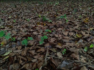 leaves that have turned brown