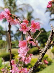 pink cherry blossom