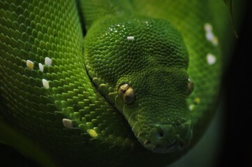Grüne Schlange im Zoo Leipzig.