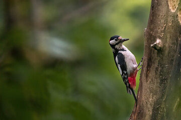 Male Great Spotted Woodpecker