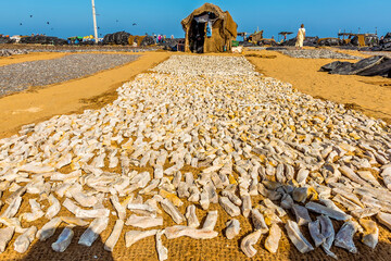 Fish laid out to dry on the beach in Negombo, Sri Lanka