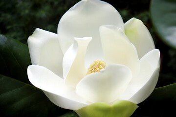 A large, creamy white southern magnolia Magnolia Grandiflora flower blossom close up on the tree