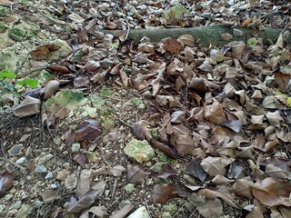 leaves that have turned brown