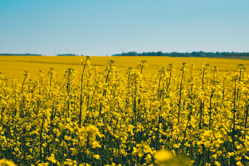 Flowers of oil in rapeseed field. Summer nature landscape with yellow flowers of rapeseed and blue sky.