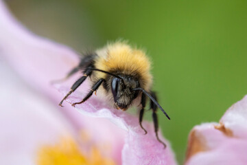 Bumblebee on Anemone tomentosa