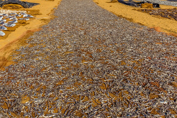 Small fish laid out to dry on the beach in Negombo, Sri Lanka