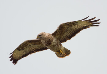 buzzard looking for food on Anglesey wales
