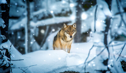 very nice winter landscape with one Wolf