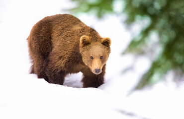 very nice winter landscape with one bear