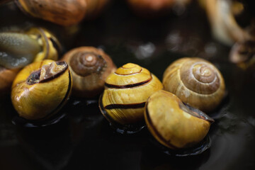 many  live europian colored  garden snails very close in details  crawling on a black glass. Multicolored snail background
