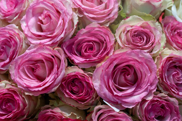 Fototapeta na wymiar Small Pink roses as amazing pink background