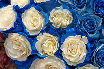 beautiful white-blue roses  as background for PC, computer or smartphone