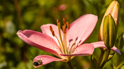 Fototapeta premium Beautiful flowers in our garden