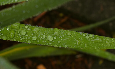 Herbs in the September rain in Quebec, Canada