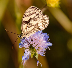 Macro of a beautiful checkerboard butterfly on a flower
