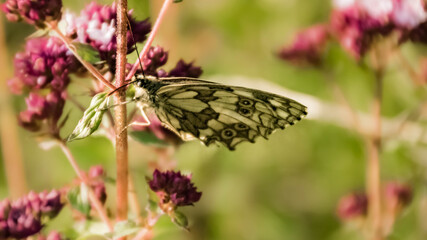 Macro of a beautiful checkerboard butterfly on a flower
