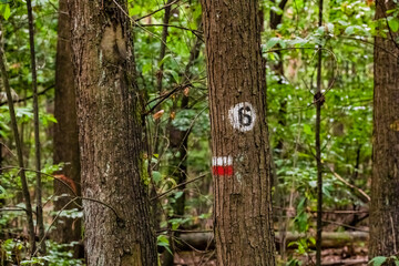 Obraz premium Wandern im deutschen Wald wird durch sichtbare Wandermarkierungen an Bäumen vereinfacht