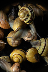many  live europian colored  garden snails very close in details  crawling on a black glass. Multicolored snail background