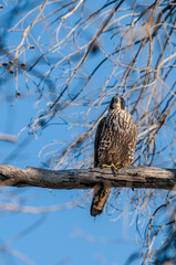 Peregrine Falcon (Falco peregrinus) in Bolsa Chica Ecological Reserve, California, USA
