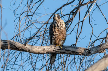 Peregrine Falcon (Falco peregrinus) in Bolsa Chica Ecological Reserve, California, USA