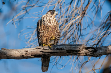 Peregrine Falcon (Falco peregrinus) in Bolsa Chica Ecological Reserve, California, USA