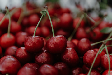 Close up of pile of ripe cherries with stalks and leaves. Large collection of fresh red cherries.