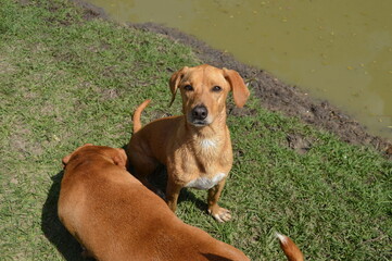 Cachorros