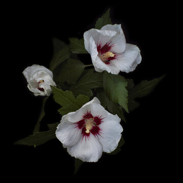 Beautiful shoe flower.isolate on black background ,close up shot of colorful tropical flora