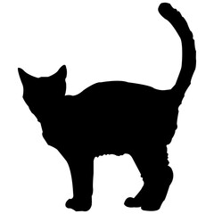 illustration of a black cat on a white background. The cat is standingt . Silhouette of a cat
