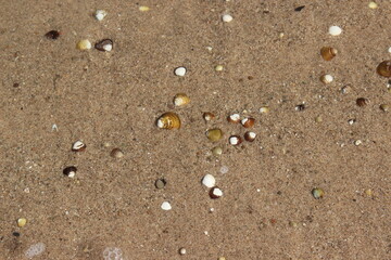 Fototapeta na wymiar Sand, Muscheln