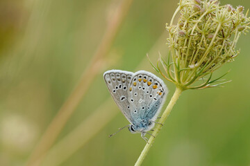 Nahansicht eines Schmetterlings - Bläuling