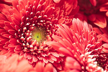 Red heads gerbera flowers close-up