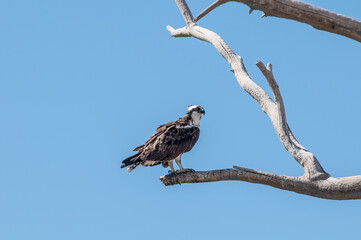 Osprey (Pandion haliaetus) in Bolsa Chica Ecological Reserve, California, USA