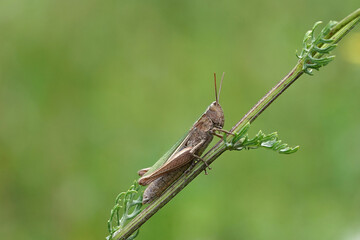 Nahansicht eines Grashüpfers