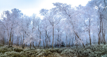 nice winter landscape at sunrise and sunset