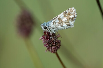 Nahansicht eines Schmetterlings - Kleiner Würfeldickkopf