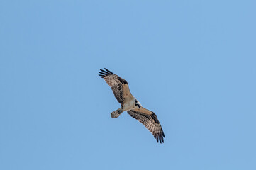 Osprey (Pandion haliaetus) in Bolsa Chica Ecological Reserve, California, USA