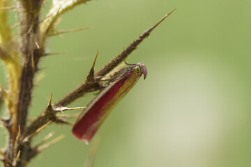 Nahansicht eines Rhabarberzünsler