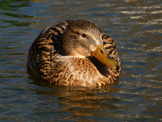 Female mallard (Anas platyrhynchos) swimming in the pond, Gdansk, Poland