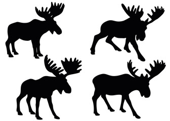 Wild moose in the set.