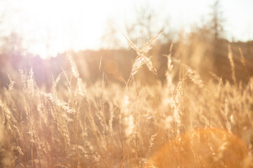 Reed plant during the golden hour causing soft light. Dreamy atmosphere