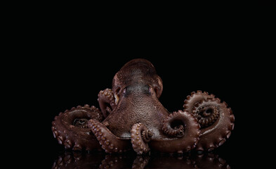 saefood octopus tentacle animal cuisine
