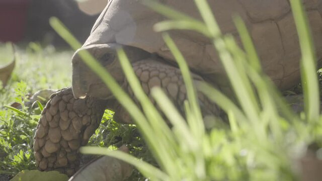 Close up to tortoise sunbathing, Geochelone chilensis